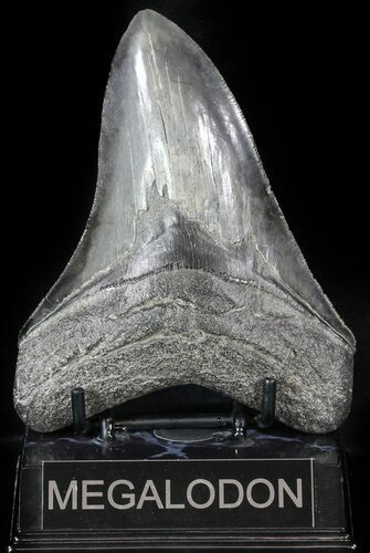 Serrated, Fossil Megalodon Tooth - Georgia #59229